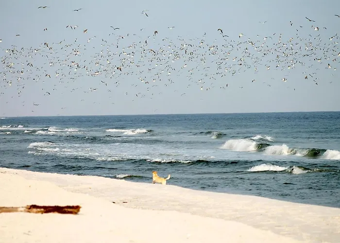 公寓 White Pearl 0.06 *